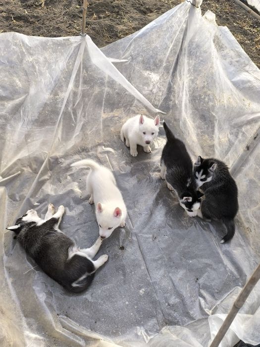 Dau pui huski siberieni