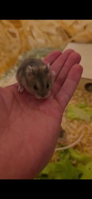 Мини хамстерчета Безплатни в Стара Загора