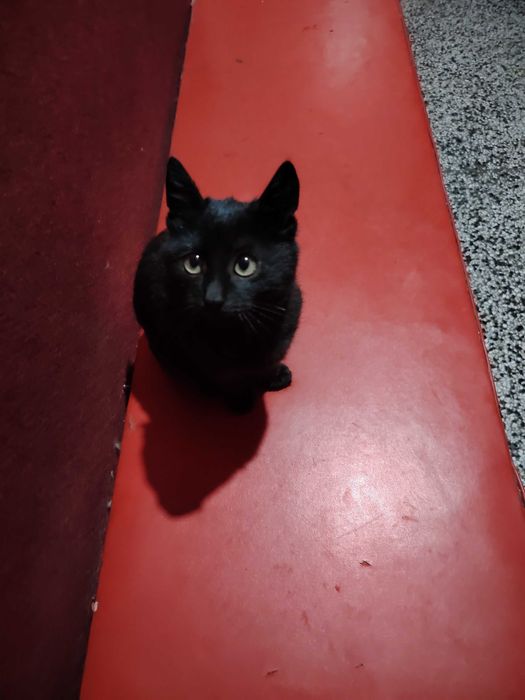 Подарява се много гальовно и сладко черно котенце