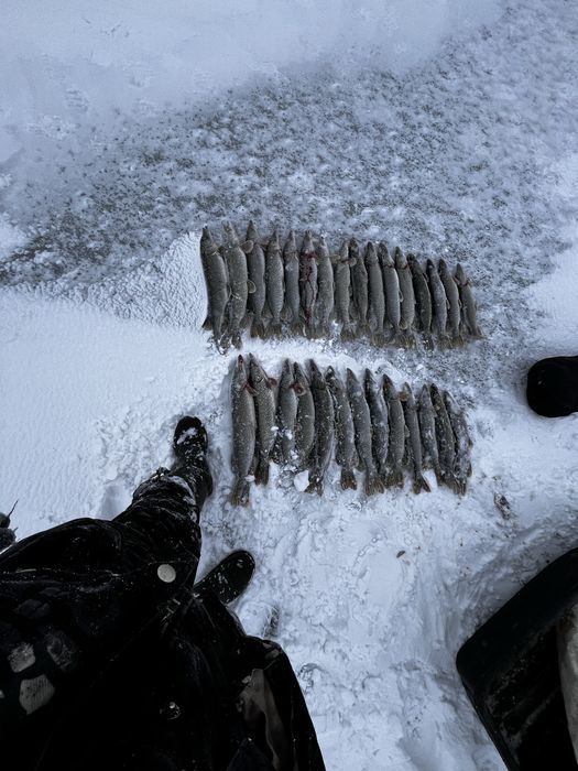 продам рыбу шуку