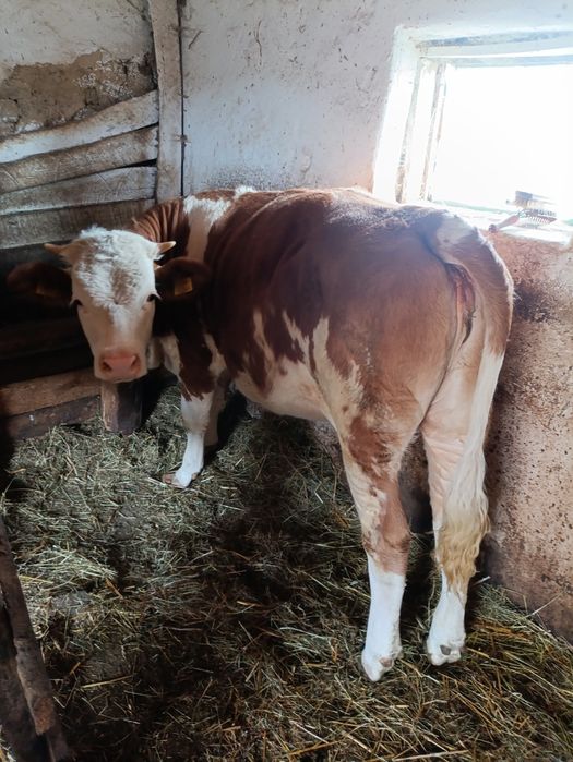 Vând bălțată românească 11 luni