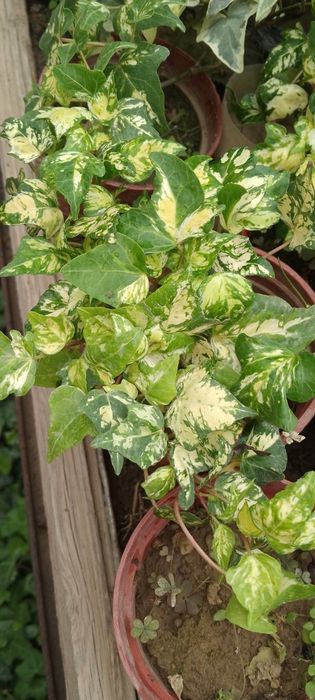 Pulyush gullari sotiladi