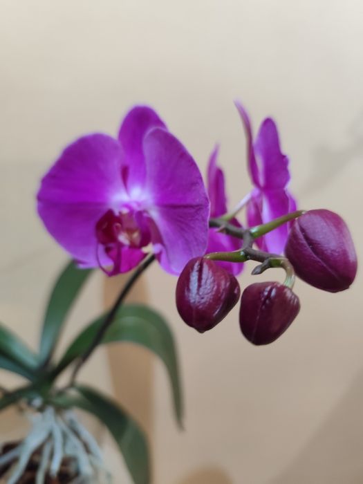 Продам цветущую орхидею