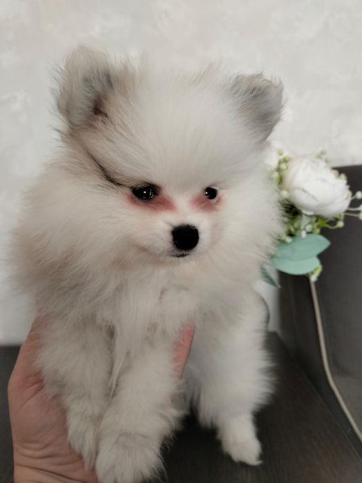 Продам щенков шпиц девочки