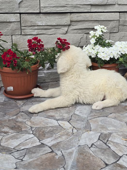 Бебенца лабрадор ретривър