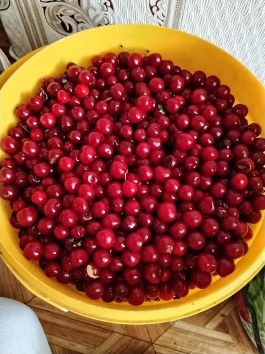 Вишня дачная продам
