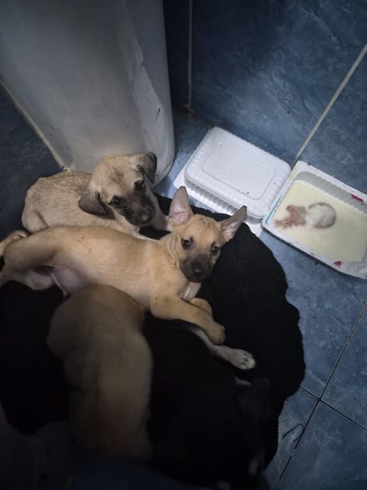 Щенки ищут дом бесплатно