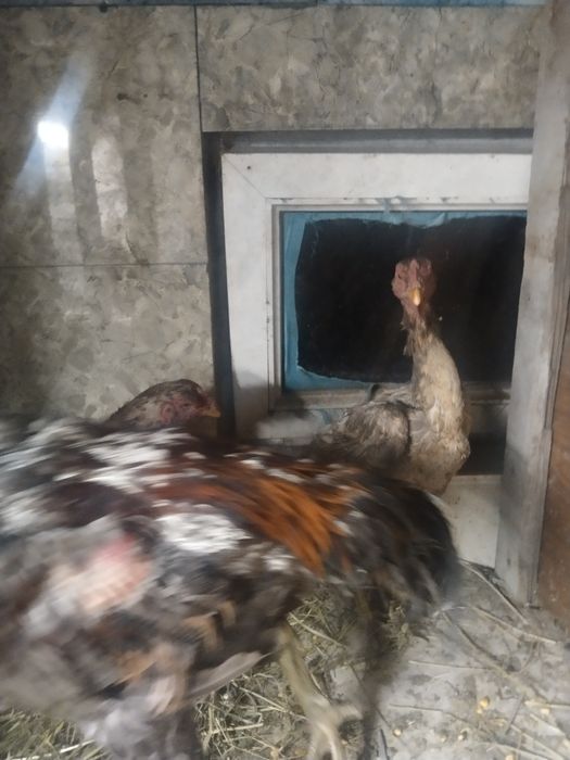 Салам алейкум дакан на продаже