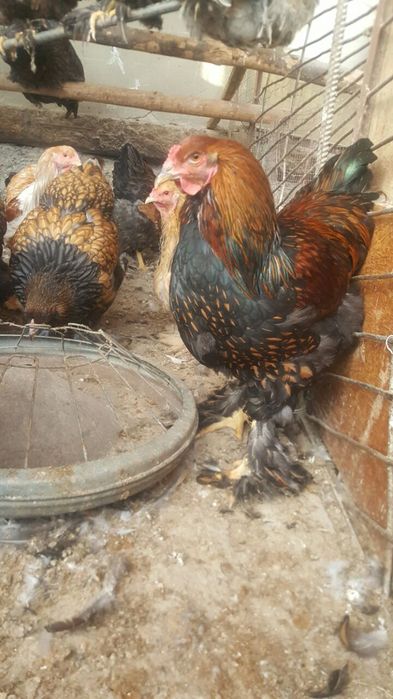 Bram zolita oilasi sotiladi