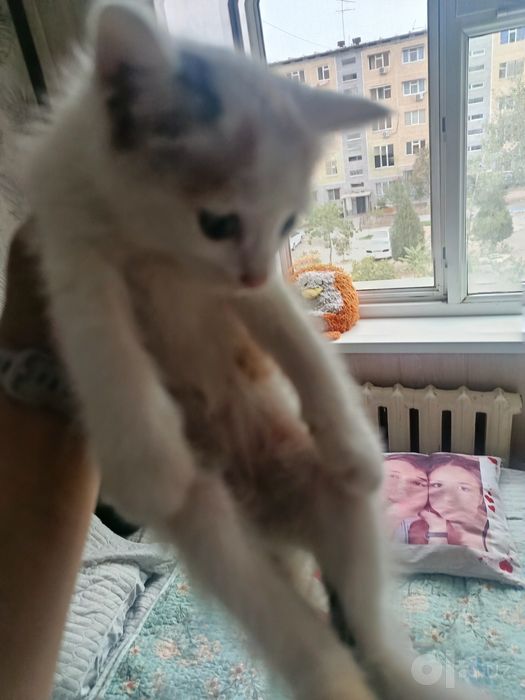 Котёнок в добрые, ответственные руки