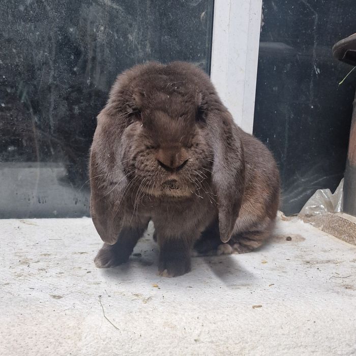 Iepuri Berbec German