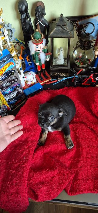 Chihuahua baietel cu acte