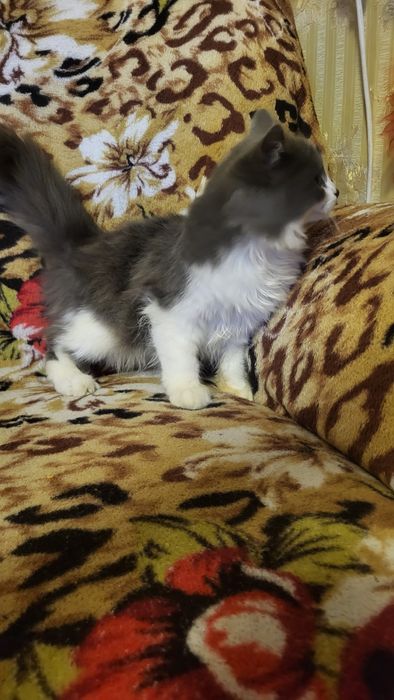 Отдам котят в добрые руки