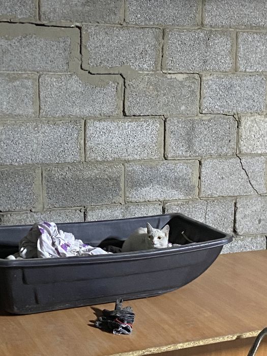 Котенок, девочка