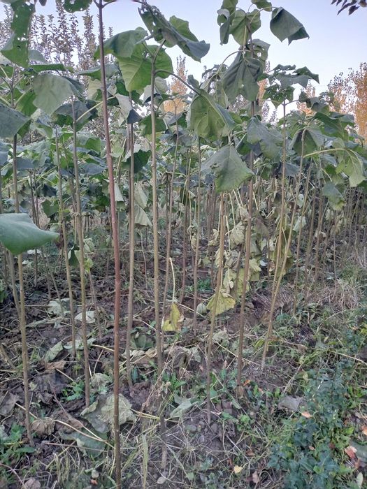 Павлония кўчатлари сотилади