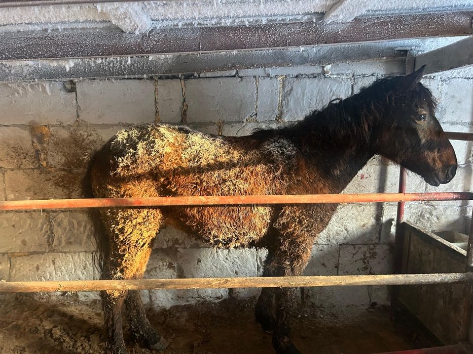 Тай құнан шығар айғыр