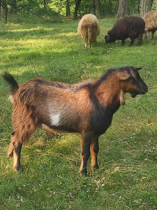 Vând Țapi tineri