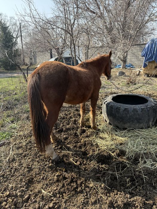 Продам Кобылу вмести с Жеребенком