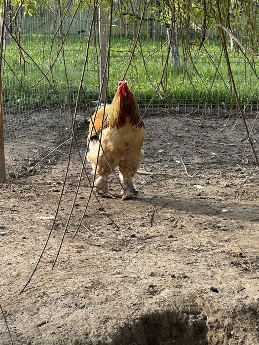 Matase Japoneza Cocos 3-4 luni