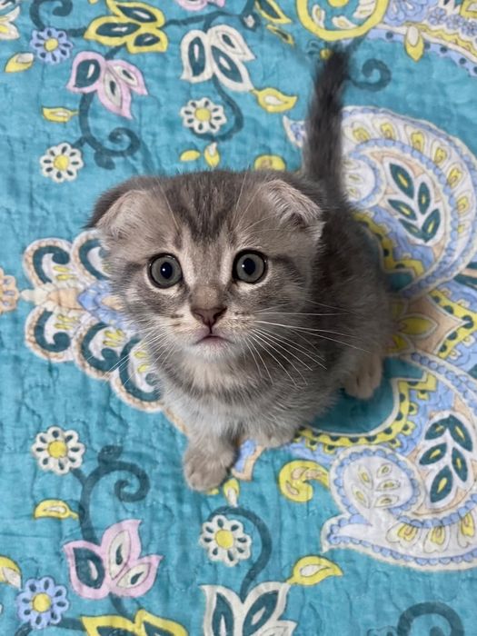 Продам шатланский мальчик
