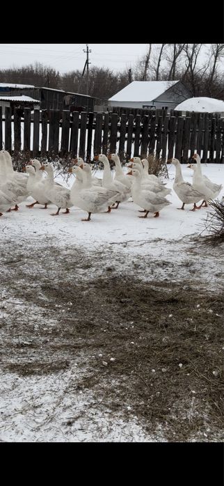 Продам гусей порода линда