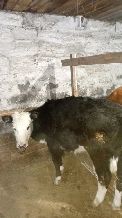 Молодняк на доращивание