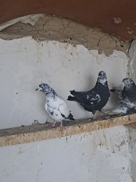 Домашние голуби пакист