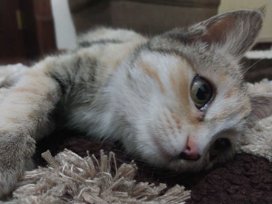 Продаю кошек обычной породы. Мальчик и девочка.