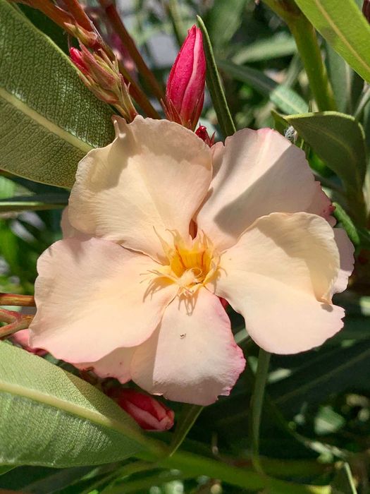 Leandru roz, alb, somon la ghiveci