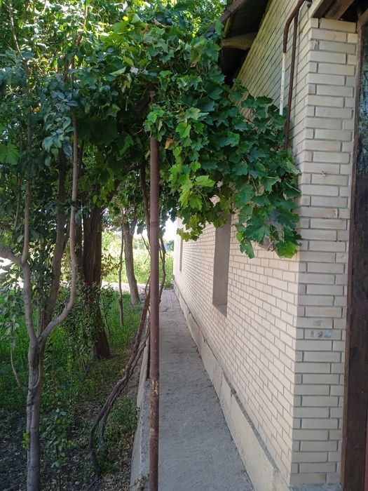 Бухоро вилоят вобкент туманида Ховли сотилади 8 соток