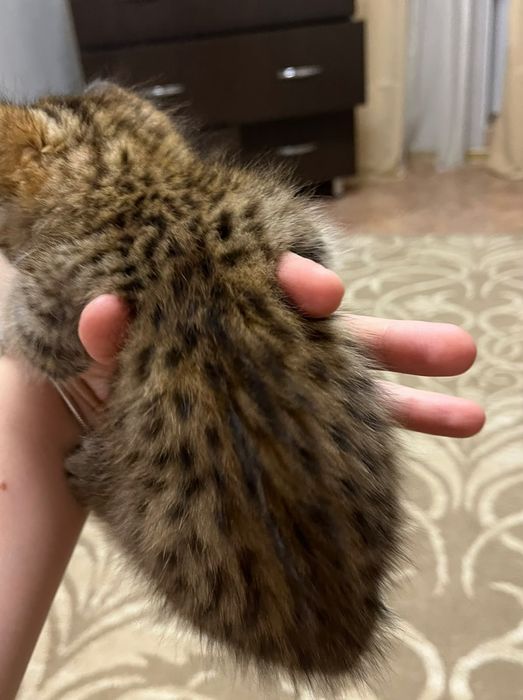 Отдам котёнка девочка