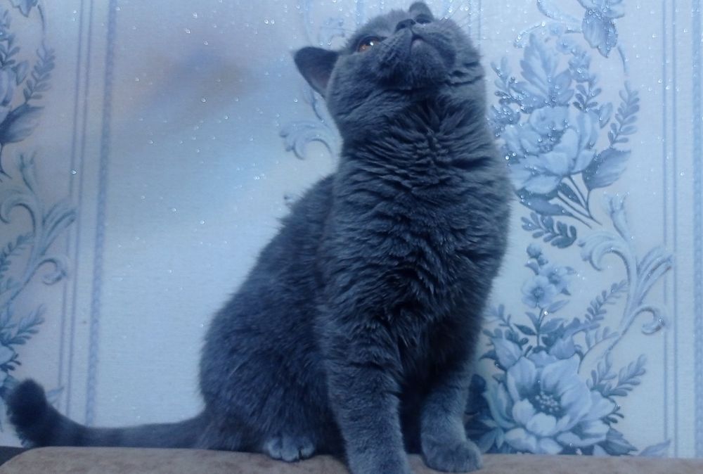 Британская кошка 7 месяцев