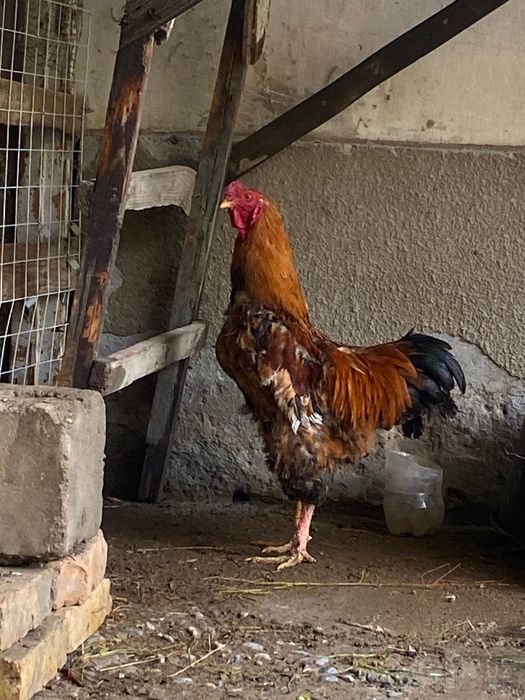 Xuroz brama kelishamiz