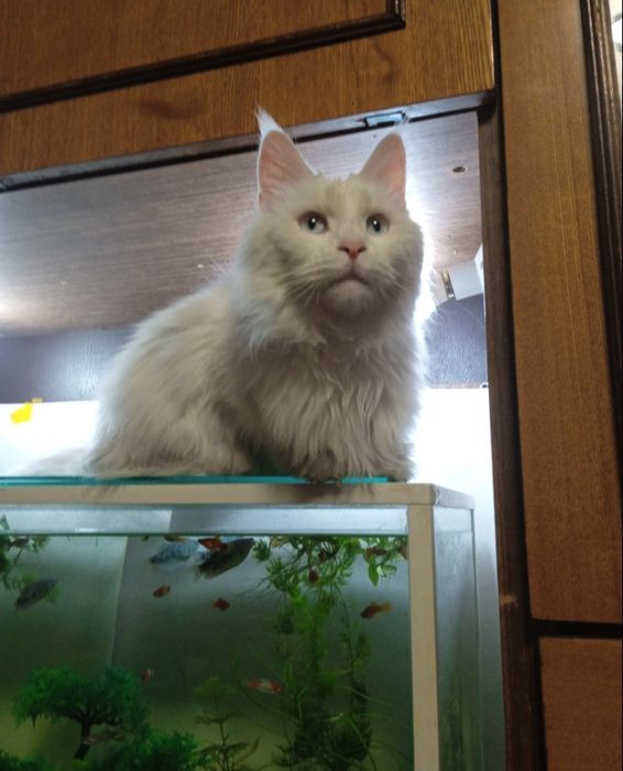 Отдам кошку мейн-кун