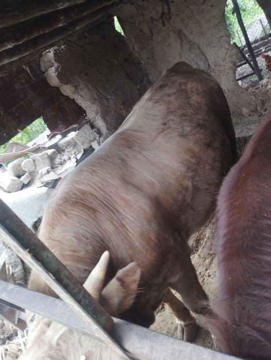 Продам быка только через веса