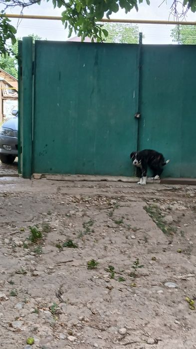 Продается дом в первомаевке