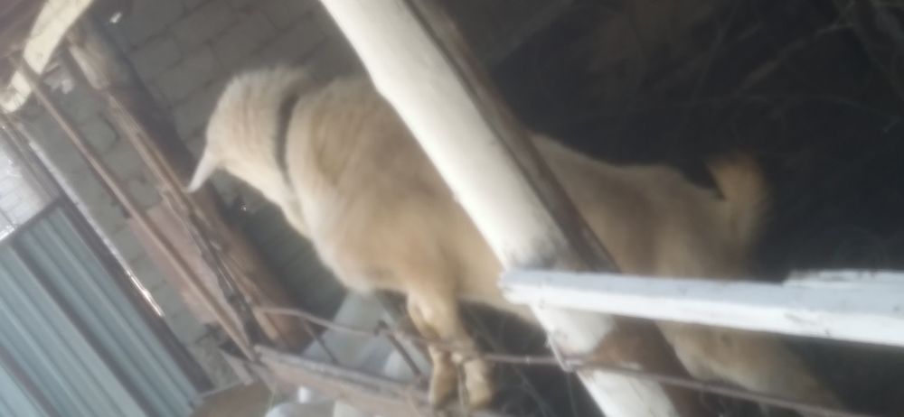 Продаются козёл.