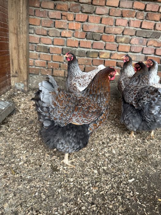 Oua pentru incubat wyandotte gsg ,splash,rosu albastru