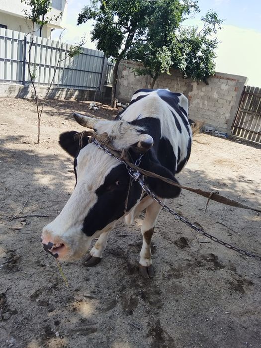 Vacă de vânzare!