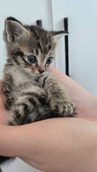 Отдам котят в добрые руки.