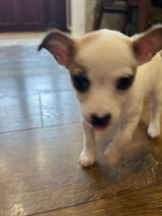 Мъжки чихупинчер