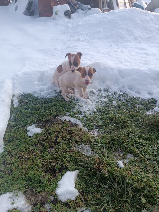 Мъжки джак ръсел