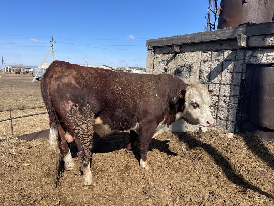 Продам бычков.