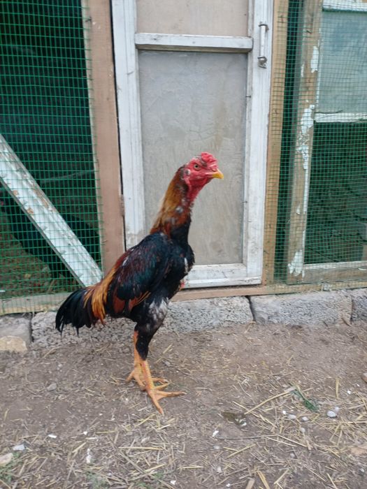 Turk zotli dakan xoroz