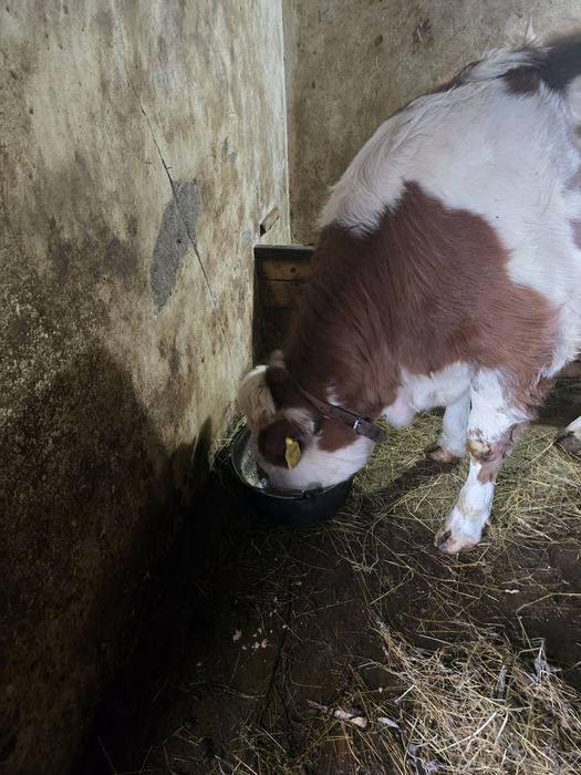 Juninca 10 luni, Baltata Romaneasca