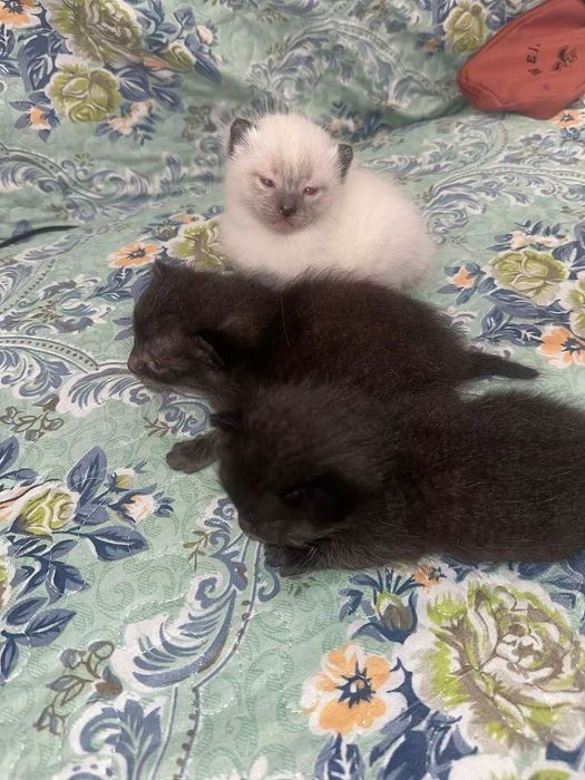 Продам котята сиамские