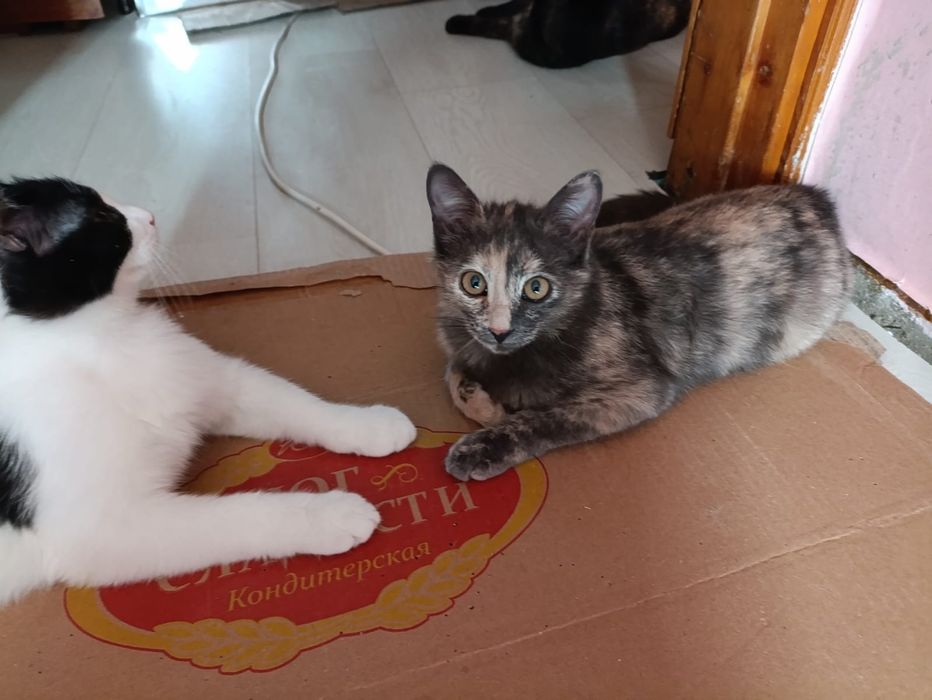 Кошечка ищет семью