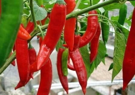 Продам перец горький
