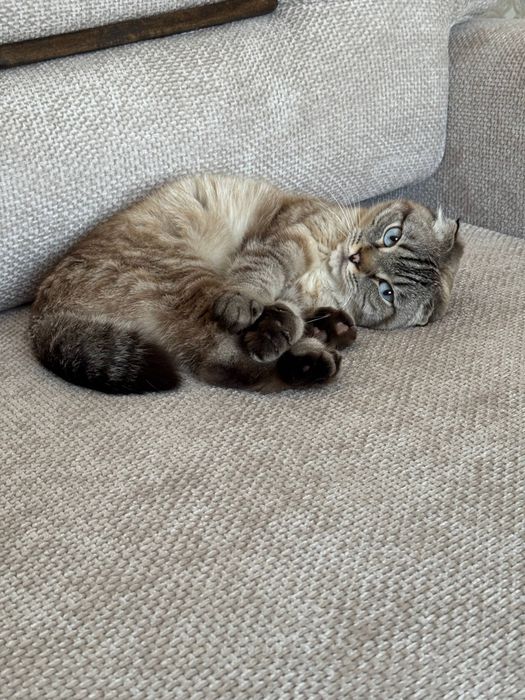 Отдам котенка вислоухого