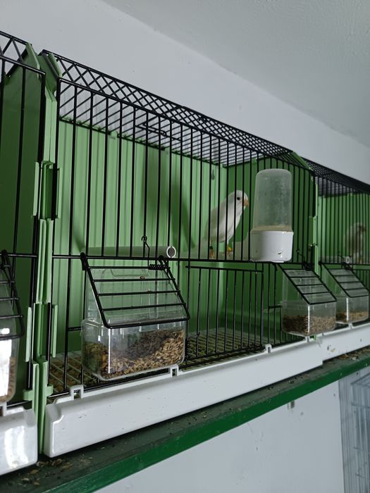 Canari Rasa ORPHEUS